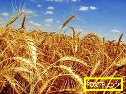 пшеница и зърно за отслабване