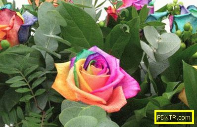 Ирисцентни рози са най-необичайните живи рози в света. как