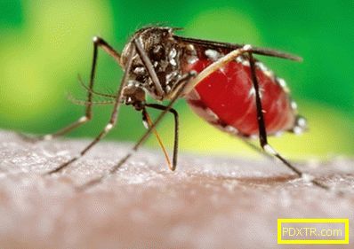 Ухапване от комар на дете - опасно ли е? какво да направите,