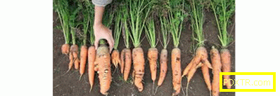Отглеждането на моркови е лесно! методи за засяване на