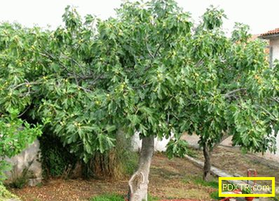 Нарастващи смокини: правилата за грижа за взискателния