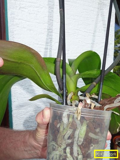 Phalaenopsis: грижа за дома. удивителният свят на