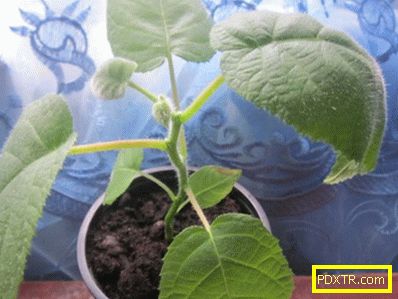 Отглеждане на киви: грижи у дома от кълняването на семената