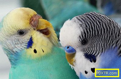 Вълнени папагали: правилната грижа за крилати домашни