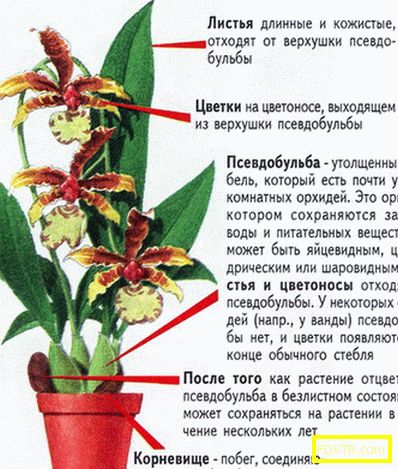 Орхидеята изсъхна - защо и какво да прави? съвети за онези,