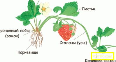 Кога, защо и как да се намалят ягоди: правилата за
