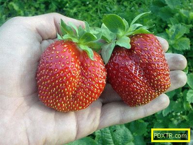 Най-добрите сортове ягоди са популярни и нови. кой сорт може