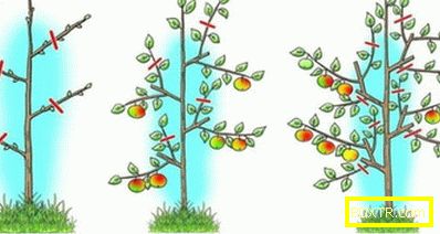 Грижа за ябълката през пролетта: какво, защо и как. зависи