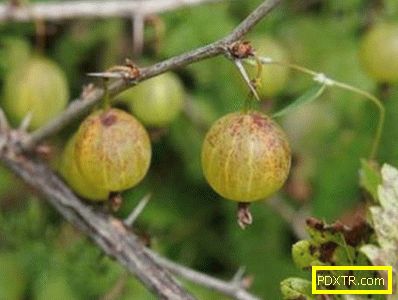 Листата на цариградско грозде стават жълти - възможни