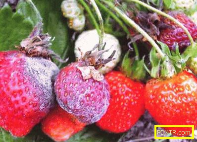 Сивото гниене унищожава реколтата от ягоди. как да се запази