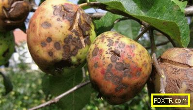 Ябълките гниене на дървото: причините и методите за лечение