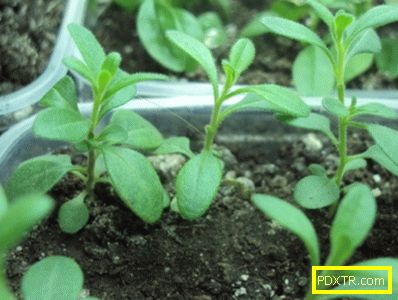 Съвети за отглеждане и грижа за калибрарачо от семена:
