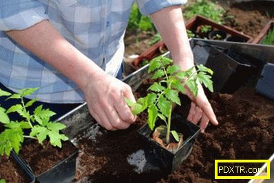 Как да засадите домати за открито място: най-добрите