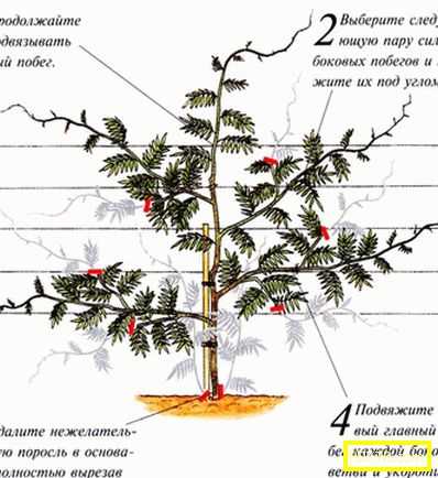Дървоподобна лиана или вистерия: засаждане и грижи на