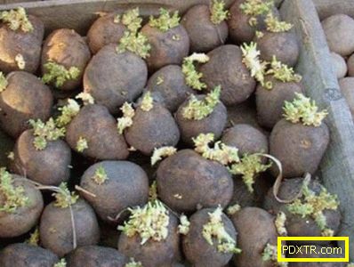 Засаждане на картофи с клубени в задния двор. изборът на