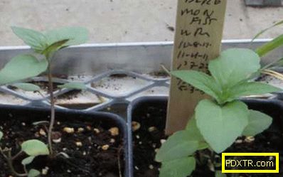 Как да засадим монада със семена (снимка): времето на