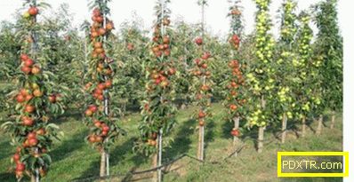 Как да засадим колонообразно ябълково дърво: времето на