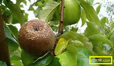 Най-често срещаните заболявания на ябълковите дървета: с