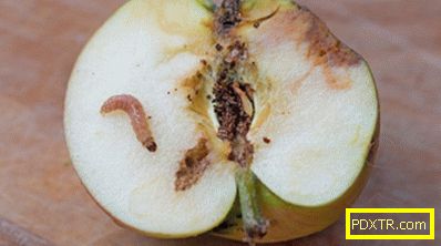 Откъде идват гъсеници от ябълката? описание на вредителя с
