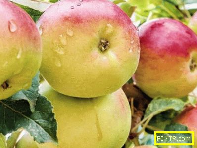Най-подходящите сортове ябълкови дървета за района на