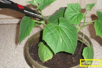 Как да отглеждаме краставици у дома (снимка). засаждане и