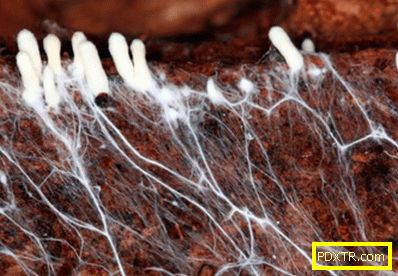 Култивирането на мицел от годни за консумация гъби -