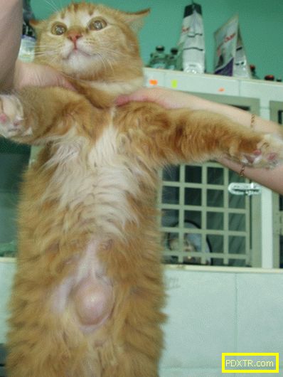 Причини и симптоми на херния при котенца, видове херния