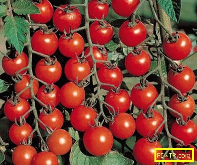Най-добрите сортове домати за оранжерия от поликарбонат са