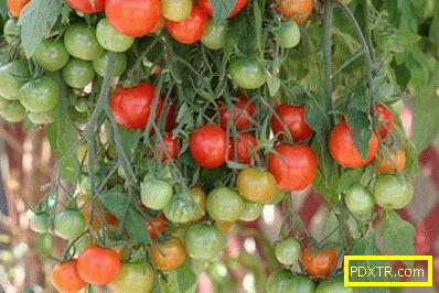 Ниско растящи сортове домати - сортове, особености на