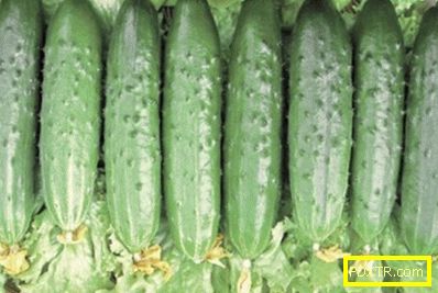 Топ-10 най-продуктивни сортове краставици за открита и