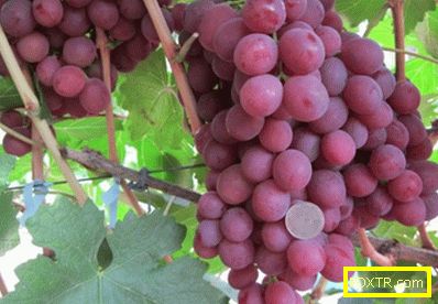 Високопроизводително грозде 