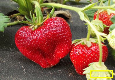Най-добрите сортове ягоди за страната парцел. преглед на
