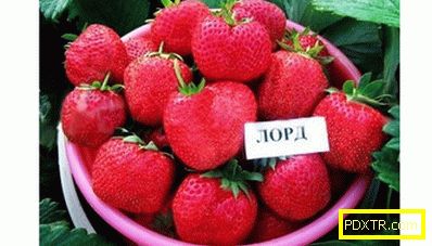 Най-добрите сортове ягоди за страната парцел. преглед на