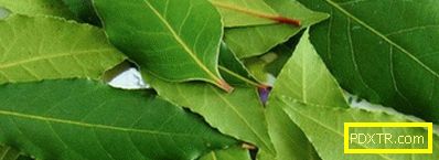 Характеристики на приложението на лаврови листове за отслабване