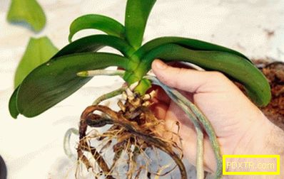 Отглеждане на орхидеи в дома - си струва! важни точки и