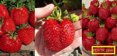 Как да отглеждаме ягода у дома - кралицата на плодовете.