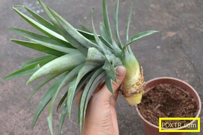 Как да растем и отглеждаме ананас вкъщи е важно. стимулиране