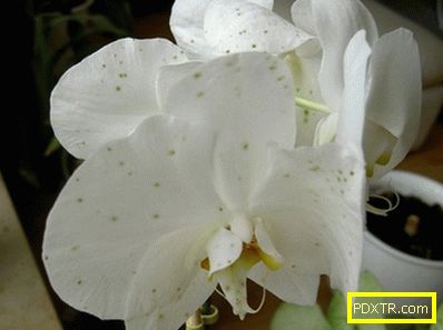 Dendrobium: грижа у дома (снимка), екзотични цветя на