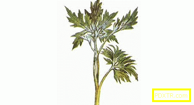 Delphinium - засаждане и грижи за крал цветна градина.