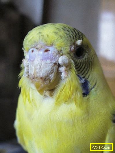 Вълнени папагали: правилната грижа за крилати домашни