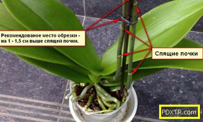 Съвети и съвети за правилната грижа за орхидеите у дома.