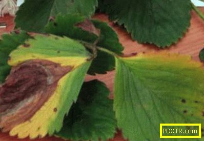 Петна върху листа от ягоди: кафяви, ръждиви, кафяви - защо