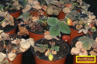 Ние растат ягоди от семена: как да се подготви почвата, кои