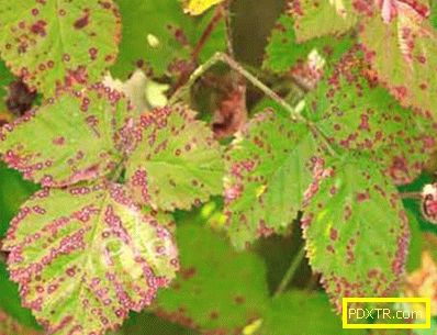 Болести на цариградско грозде и борба с тях: какво да