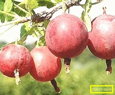 Преглед на най-добрите сортове цариградско грозде: плюсовете