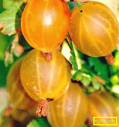 Преглед на най-добрите сортове цариградско грозде: плюсовете