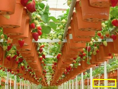 Тайните на отглеждането на ягоди през цялата година: