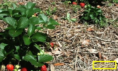 Сивото гниене унищожава реколтата от ягоди. как да се запази