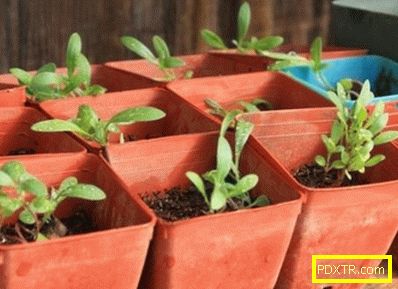 Засаждане на алисум в градината: изберете подходящото място