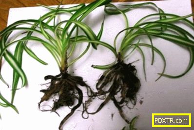 Chlorophytum в къщата: как да засаждате и да отглеждате